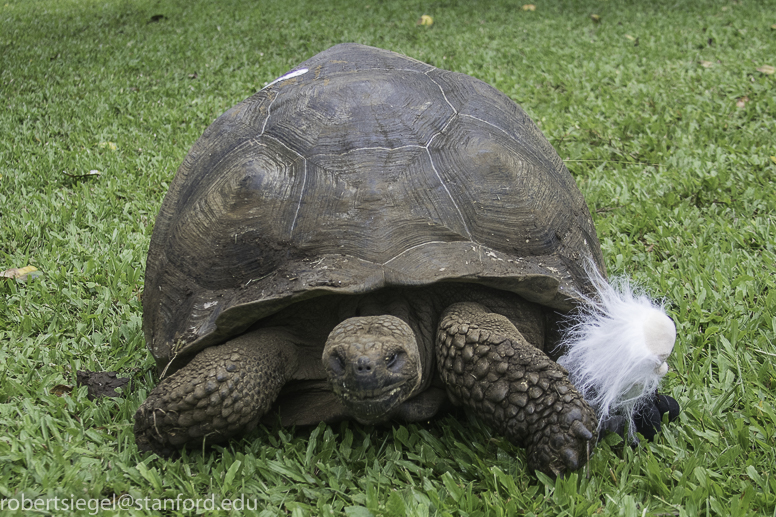 galapagos